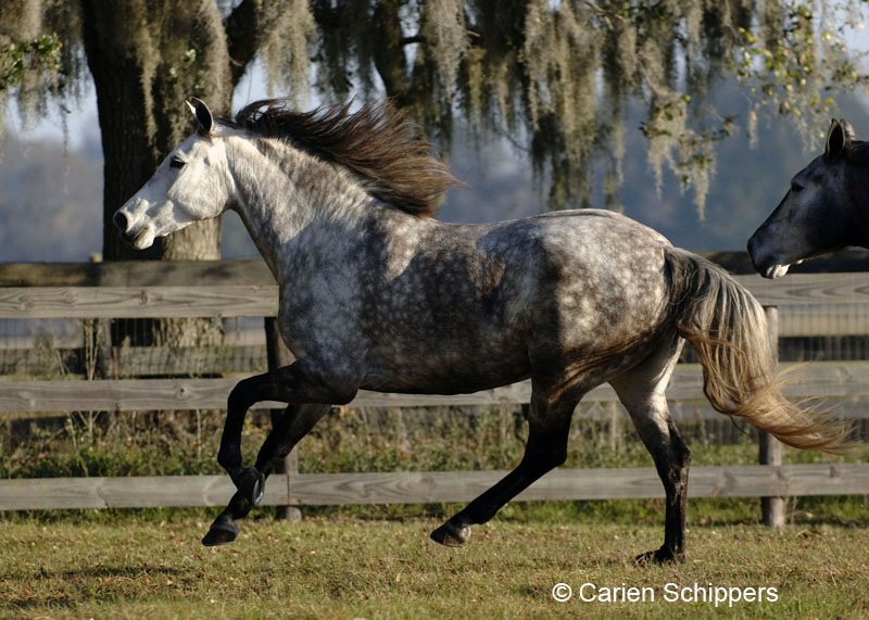 Lusitano (purelusitanos