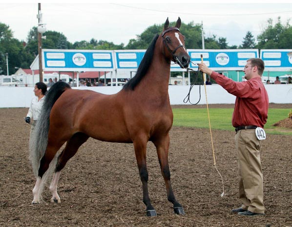 Gulastra Plume - Morgan horse (morgancolors