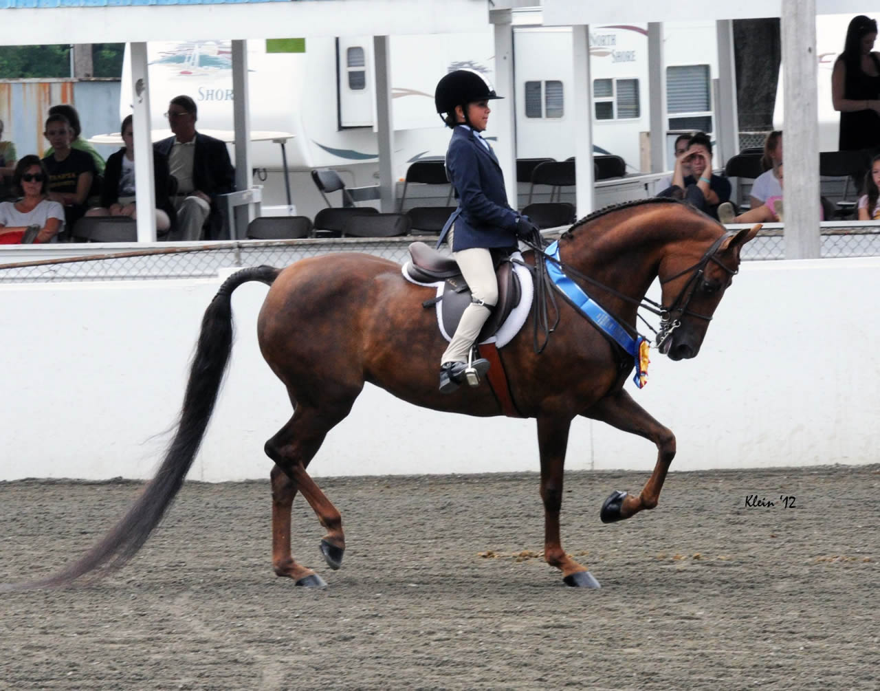 American Morgan Horse (morganhorse