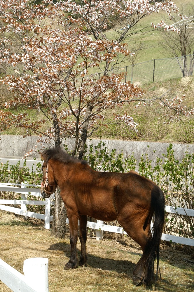 Yonaguni Horse (commons