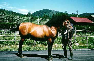 Miyako Horse (petinfospot
