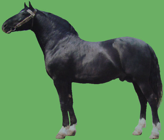 Латвийская упряжная лошадь (miatorg