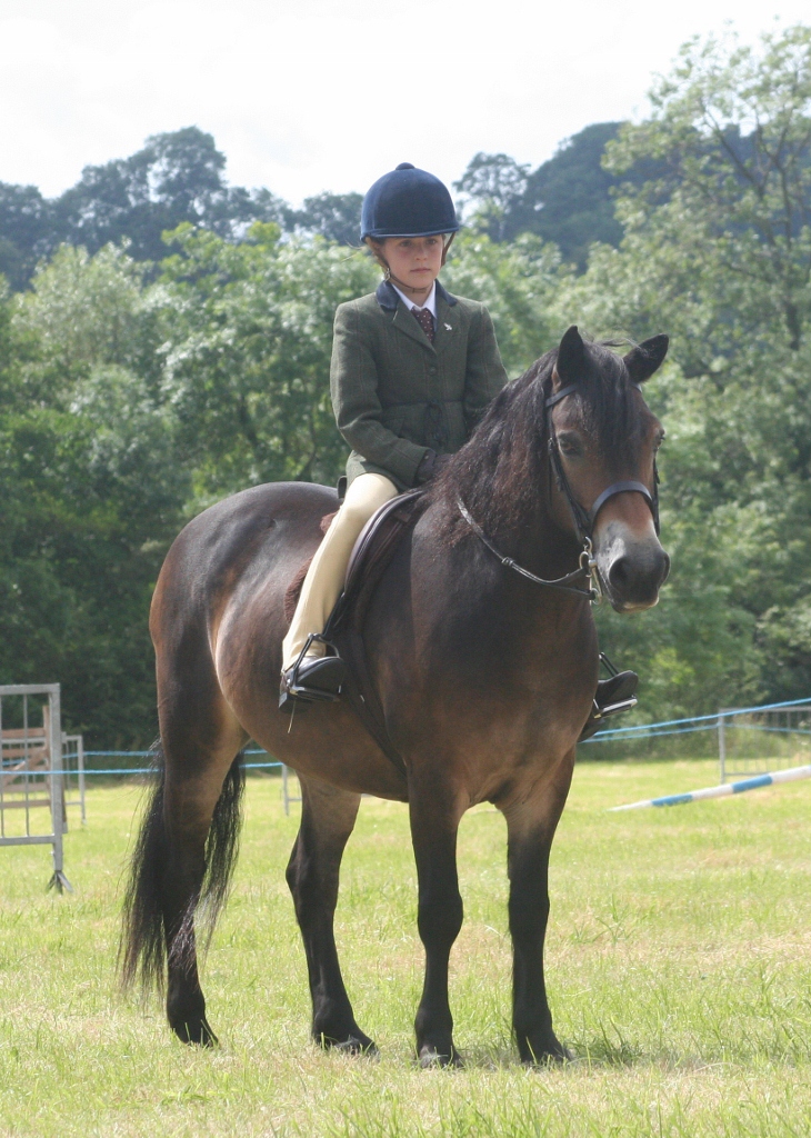 Exmoore Pony (theexmoorpony