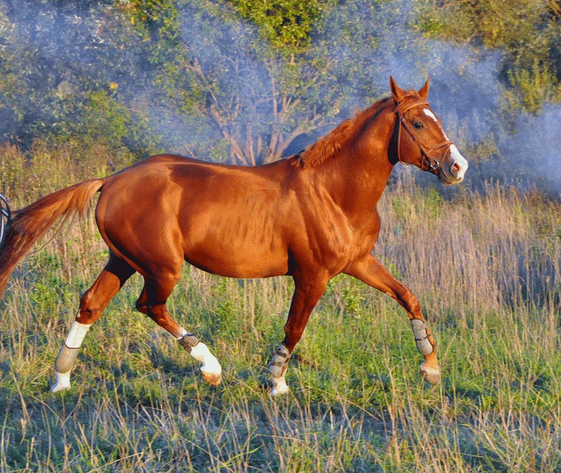 Budyonnıy (equestrian