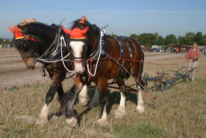 Shire_horses_ploughing