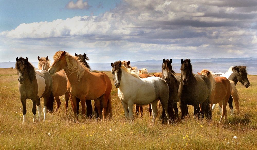 Icelandic Horses (flickr