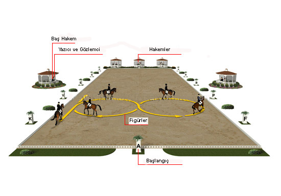 show-ring copy