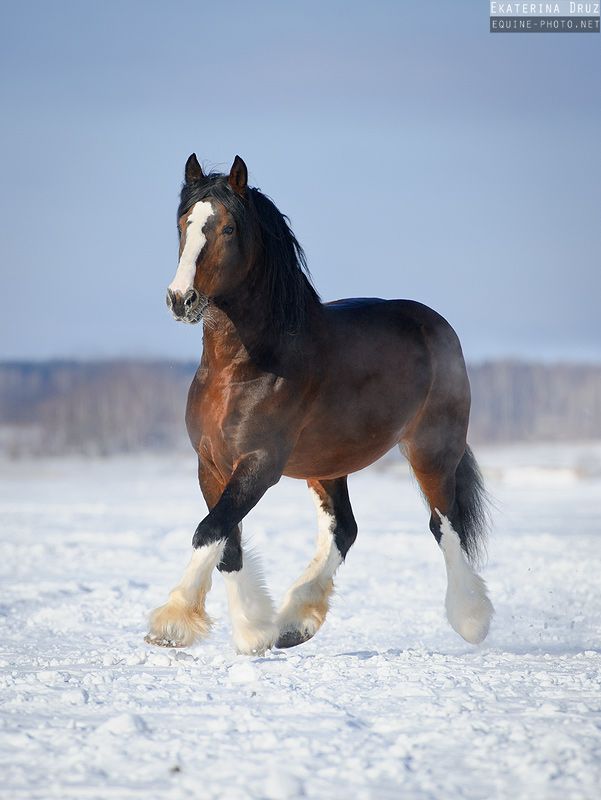 Владимирский тяжеловоз (equestrian