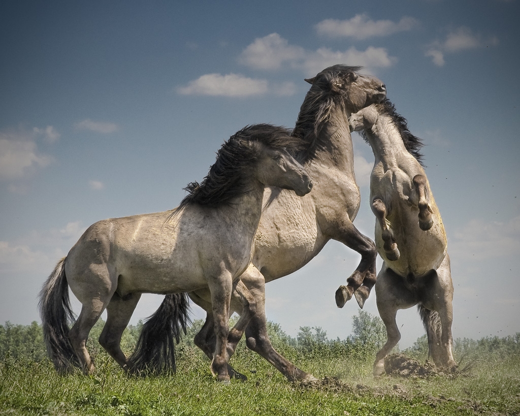 Konik Horse (flickr