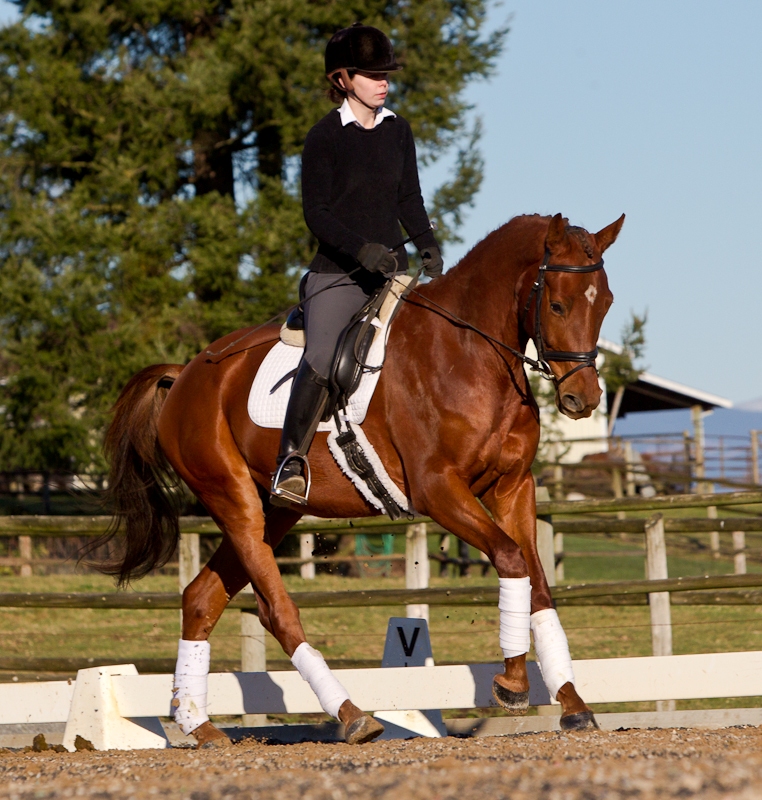 Swedish Warmblood (skmdressage